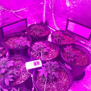 Day 31 veg crop king seeds