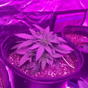 Day 31 veg crop king seeds