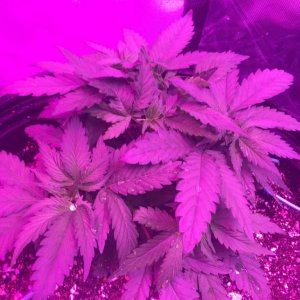 Day 31 veg crop king seeds