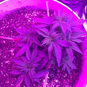 Day 31 veg crop king seeds