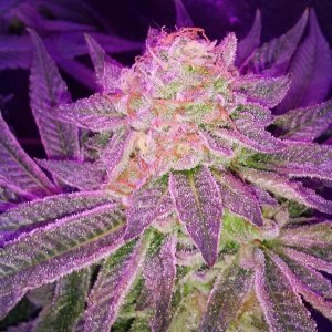 Moonshine blueberry grow