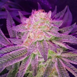 Moonshine blueberry grow