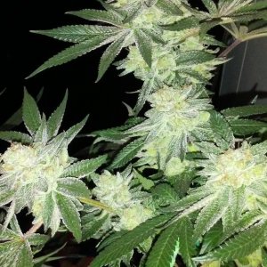 Moonshine blueberry grow