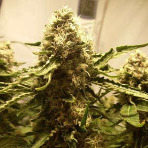 Harvest of 1 x Pinapple kush 1 x critical ush