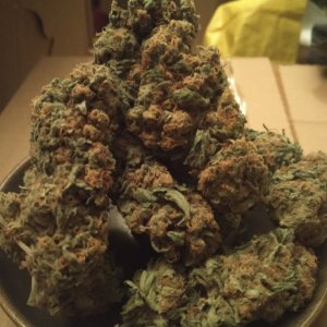 Harvest of 1 x Pinapple kush 1 x critical ush