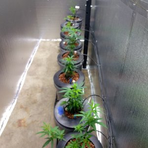 Veg room setup.jpg