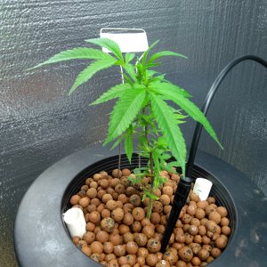 Dutch Treat 1 week 2.jpg