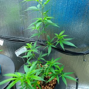 Dutch Treat 2 week 2.jpg