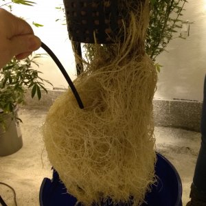 Roots with air stone.jpg