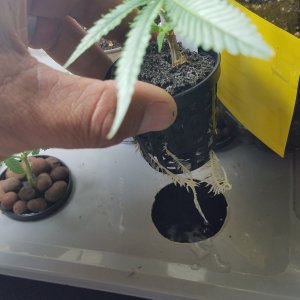 Skywalker OG Kush clone