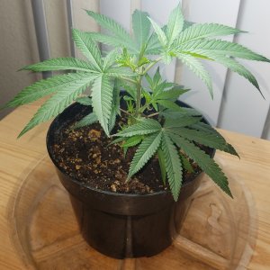 Skywalker OG Kush clone