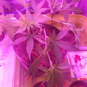 Skywalker OG Kush clone