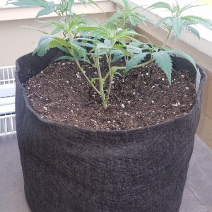 Skywalker OG Kush clone