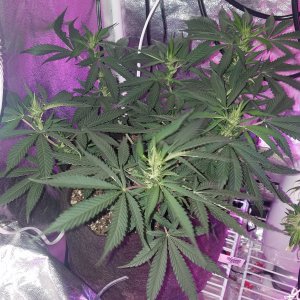 Skywalker OG Kush clone