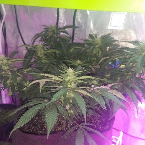 Skywalker OG Kush clone