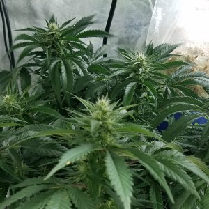 Skywalker OG Kush clone