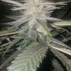 Skywalker OG Kush clone