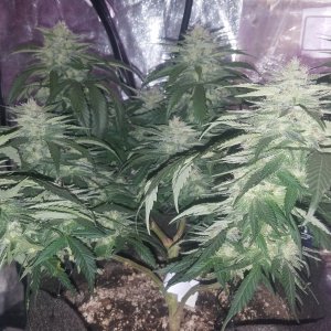 Skywalker OG Kush clone