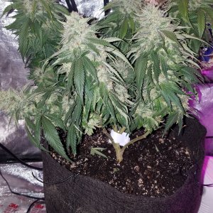 Skywalker OG Kush clone