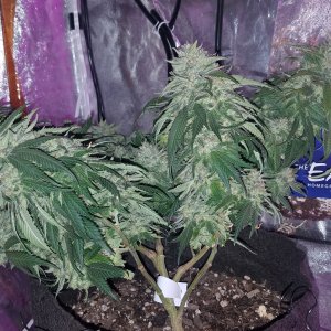 Skywalker OG Kush clone