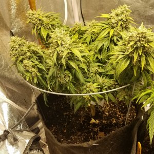 Skywalker OG Kush clone