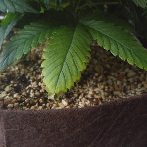 Sour diesel lower leaves