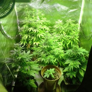 New grow day 49c.jpg