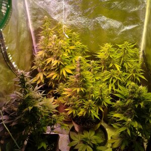 New grow day 56 b.jpg