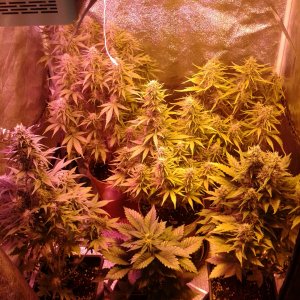 New grow day 68 b.jpg