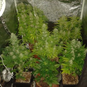 New grow day 68 e.jpg