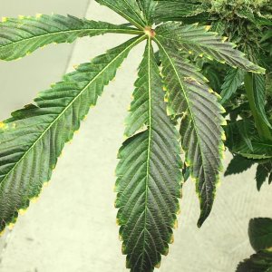 Copper deficiency in BOEL Skunk x JohnnyD's Cambodian Thai