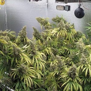 Grow Room cam