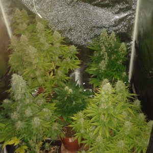 New grow day 77 d.jpg