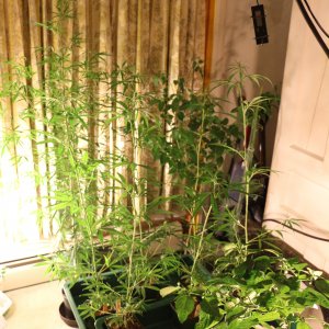 Queen Sativa and clones