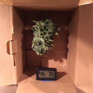 budbox extraordinaire