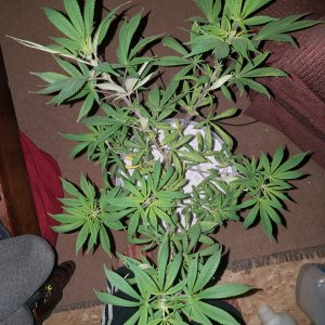 Black Domina x with male Hindu Kush Skunk