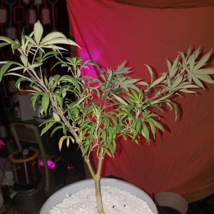 Black Domina x with male Hindu Kush Skunk