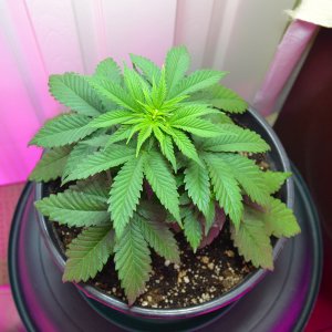 ud#5 female?