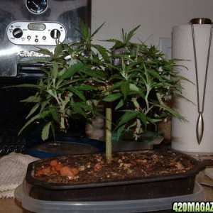 Mother Bonsai