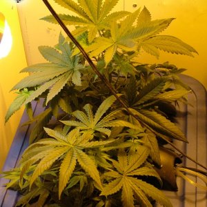 Grow Journal Updates