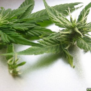 Cannabis for smoke report