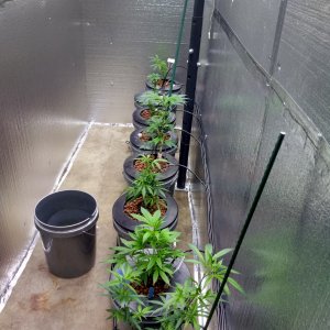 Feb. 2018 grow start of week 2.jpg