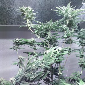 Pink Lemonade flower day 36.jpg