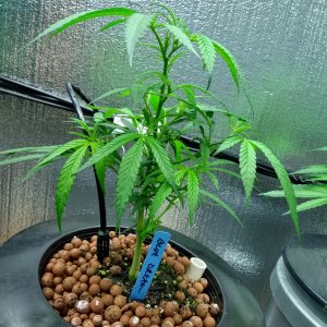 Bluedream veg day 14.jpg