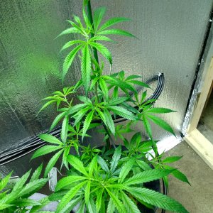 Dutch Treat veg day 14.jpg