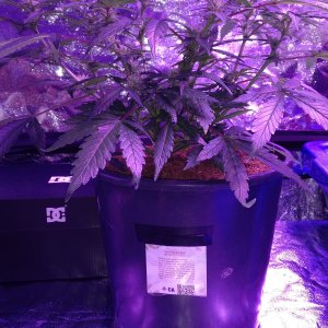 Pineapple Express auto Flowering