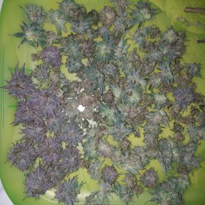 Black domina harvest