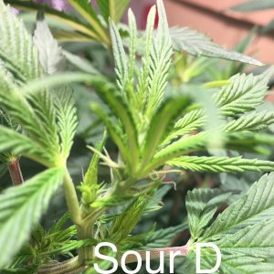 Sour D.jpeg