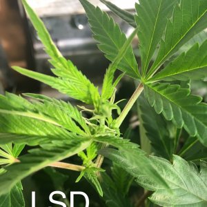 LSD Day 7 Flower.jpeg