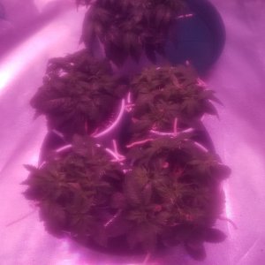 Sour D, Fruit Punch, WWxBB, Critical Kush, Pakastan Valley clone